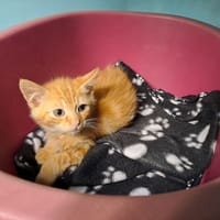 MARS, chat à adopter