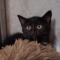 KINOVA, chatte à adopter