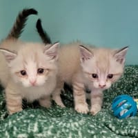 Xyla, chatte à adopter
