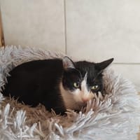 Mystie, chatte à adopter