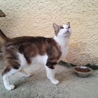 LULU, chat à adopter