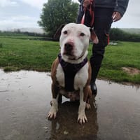 ROBERT VAA, chien à adopter