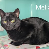 Mélia, chatte à adopter