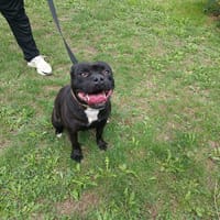 PATATE PAA22930, chien à adopter