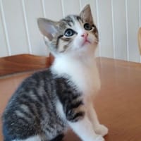 KHEOPS, chat à adopter