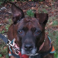 LEÏKA, chienne à adopter