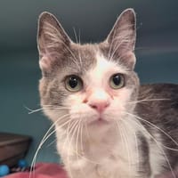 Berlioz, chat à adopter