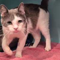 Berlioz, chat à adopter