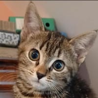 FLORA CHA, chatte à adopter