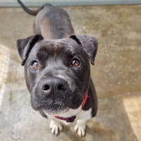 Magnus, chien à adopter