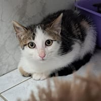 KASH, chat à adopter