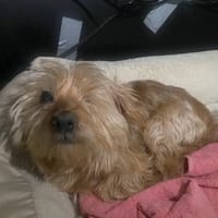 GYPSIE PAA22931, chienne à adopter