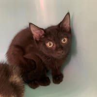 Molly [Chaton], chatte à adopter