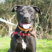 MAIS PAA22932, chien à adopter