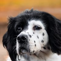 Chouquette, chienne à adopter