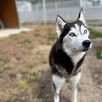 ODYSSEE, chienne à adopter