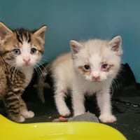 Moti, chat à adopter
