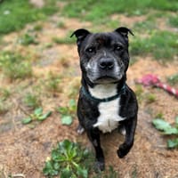 machiavel, chien à adopter
