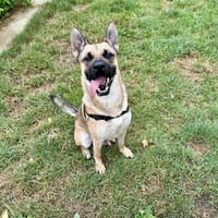 ATLAS, chien à adopter