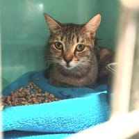 JOY      ctte, chatte à adopter