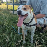 Simon, chien à adopter
