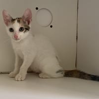 CALICE, chatte à adopter