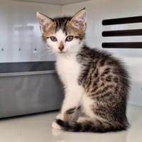 Vikye, chatte à adopter