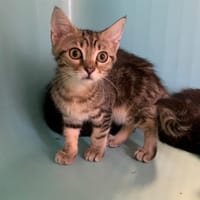 Irene [Chaton], chatte à adopter