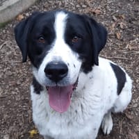 Bouba, chien à adopter