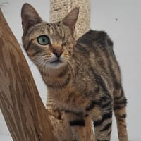 GALA, chatte à adopter