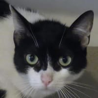 JUNE, chatte à adopter