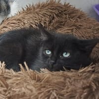 LEXIE, chatte à adopter
