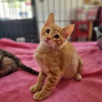 ASLAN, chat à adopter