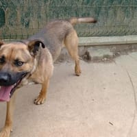 ARAMIS, chien à adopter