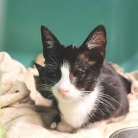 STRACCIATELLA       ctte, chatte à adopter