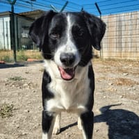 Ghost, chien à adopter