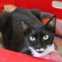 FALBALA, chatte à adopter