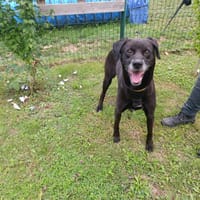 YUNA PAA22928, chienne à adopter