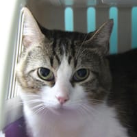 CARL, chat à adopter
