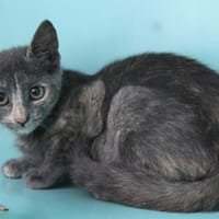 SHAKIRA, chatte à adopter