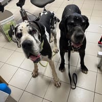 ROSE, chienne à adopter