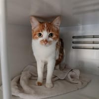 poupette, chatte à adopter
