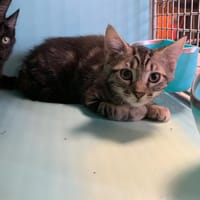 Sherlock [Chaton], chat à adopter