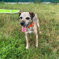 Iago, chien à adopter