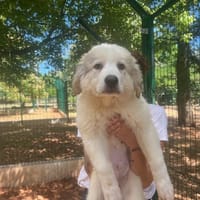 bouriquet, chien à adopter