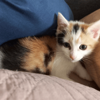 ANY, chatte à adopter