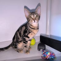 TEQUILA, chatte à adopter
