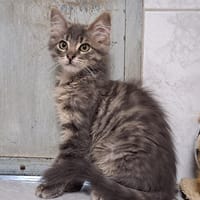 FRIPOUILLE, chat à adopter