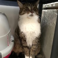 Tchatcha, chatte à adopter