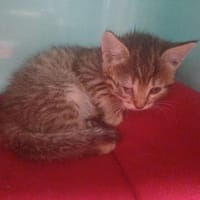 DUCHESSE       ctte, chatte à adopter